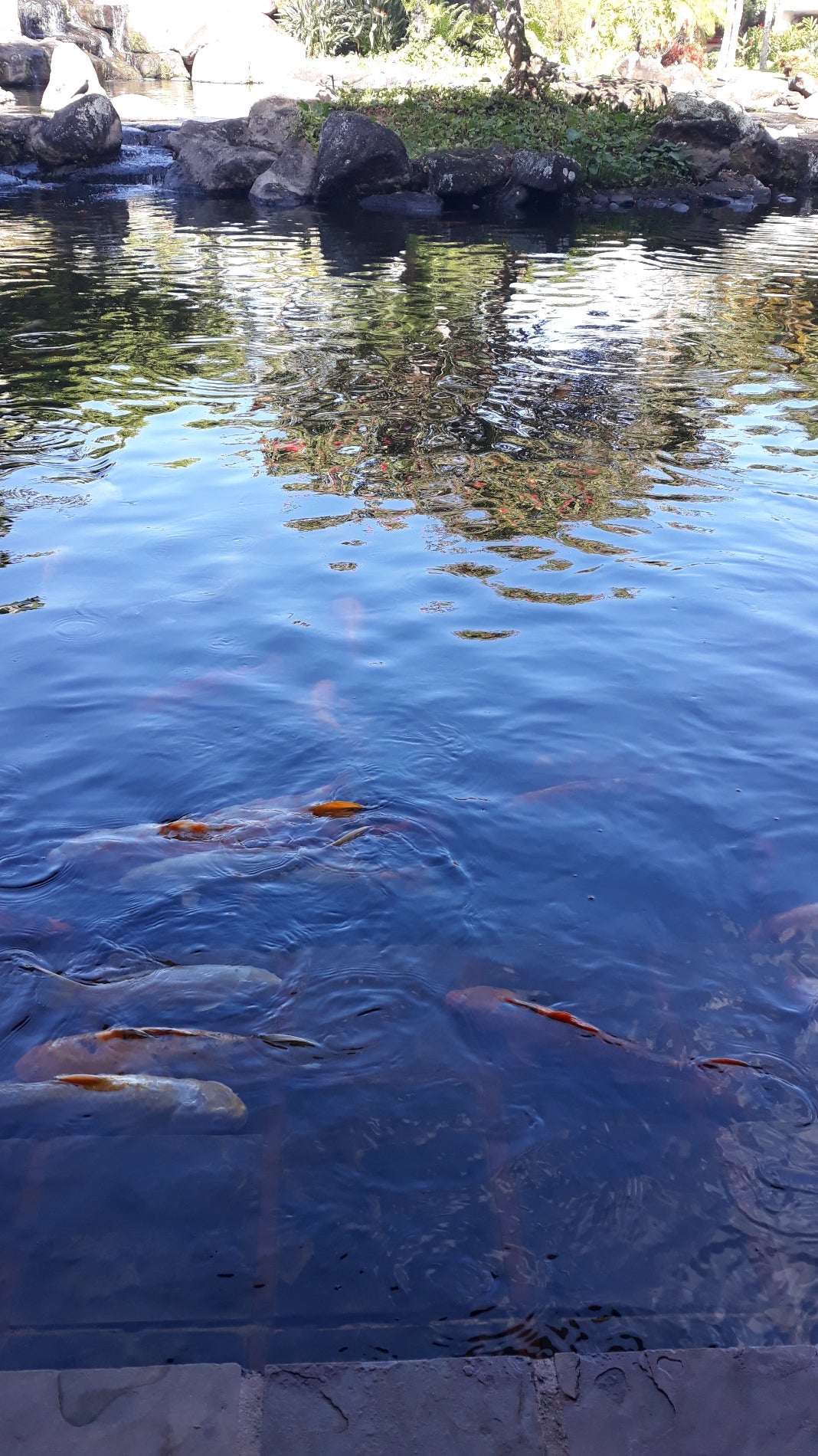 Koi Pond 3610 Rice St Lihue HI Garden Centers MapQuest