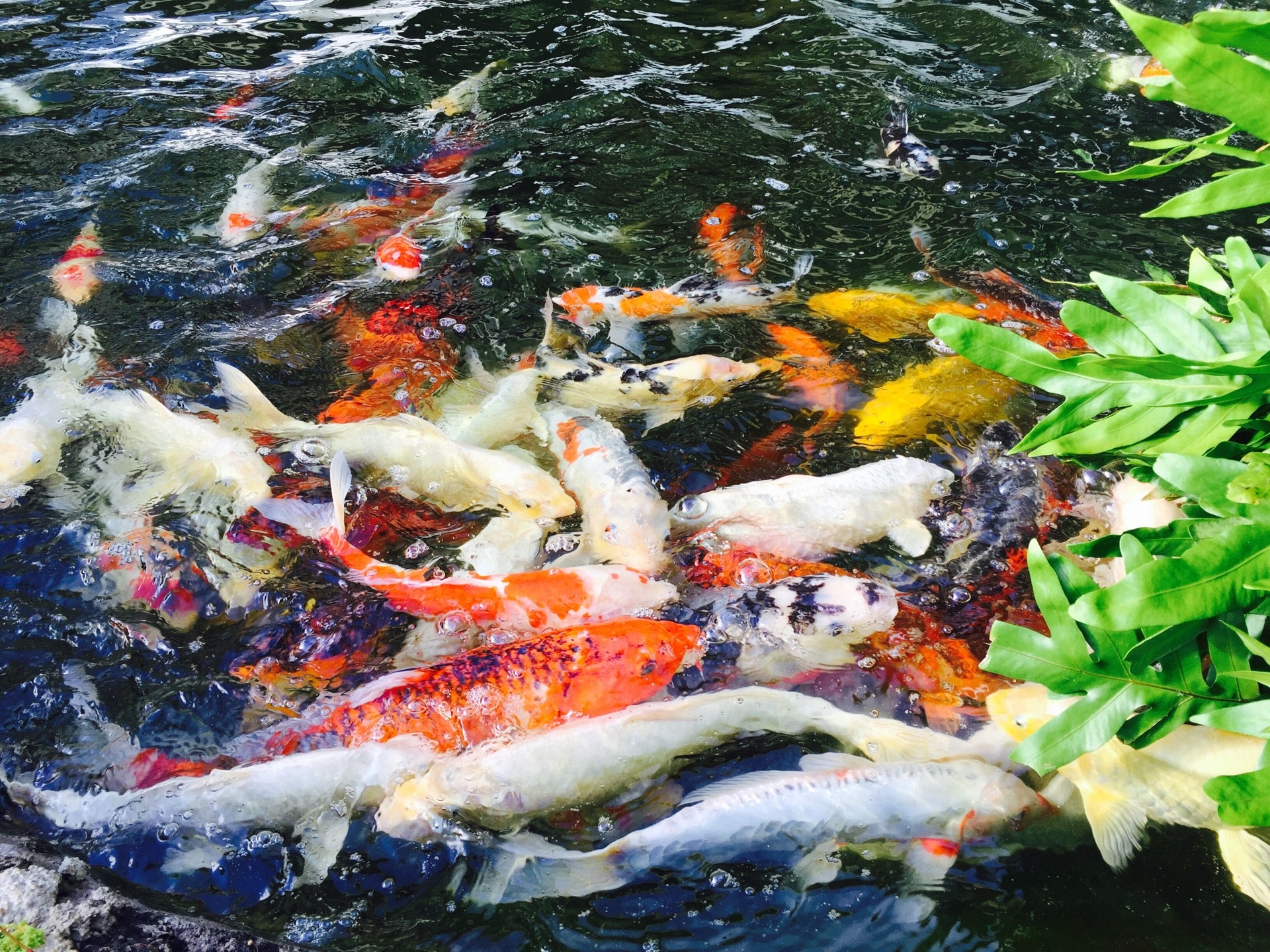 Koi Pond Rice St Lihue Hi Garden Centers Mapquest