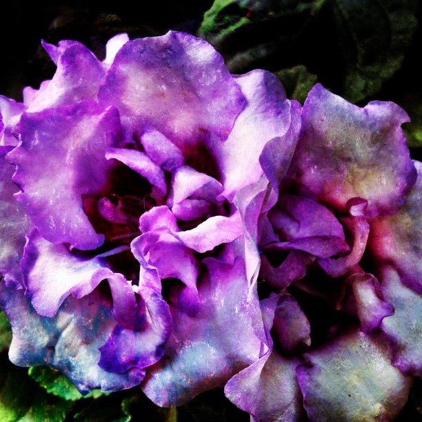 Lurgan Greenhouse, 8126 Oakdale Rd, Orrstown, PA MapQuest