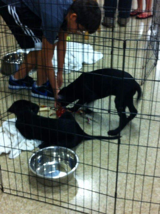 Petsmart, 310 E Brannon Rd, Nicholasville, KY, Pet Supplies MapQuest