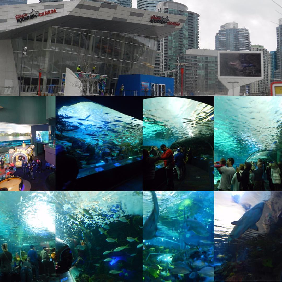 Ripley's Aquarium of Canada, 288 Bremner Blvd, Toronto, ON, Aquariums