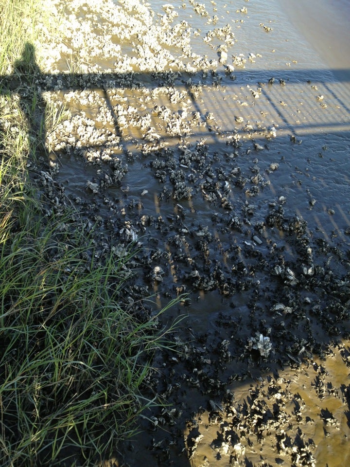 Ft MacAllister Campground, Richmond Hill, GA, Campgrounds MapQuest