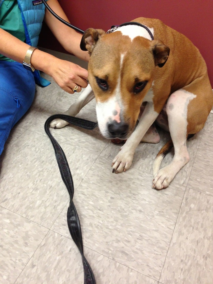 Best Animal Hospitals in Burden Lake, New York MapQuest