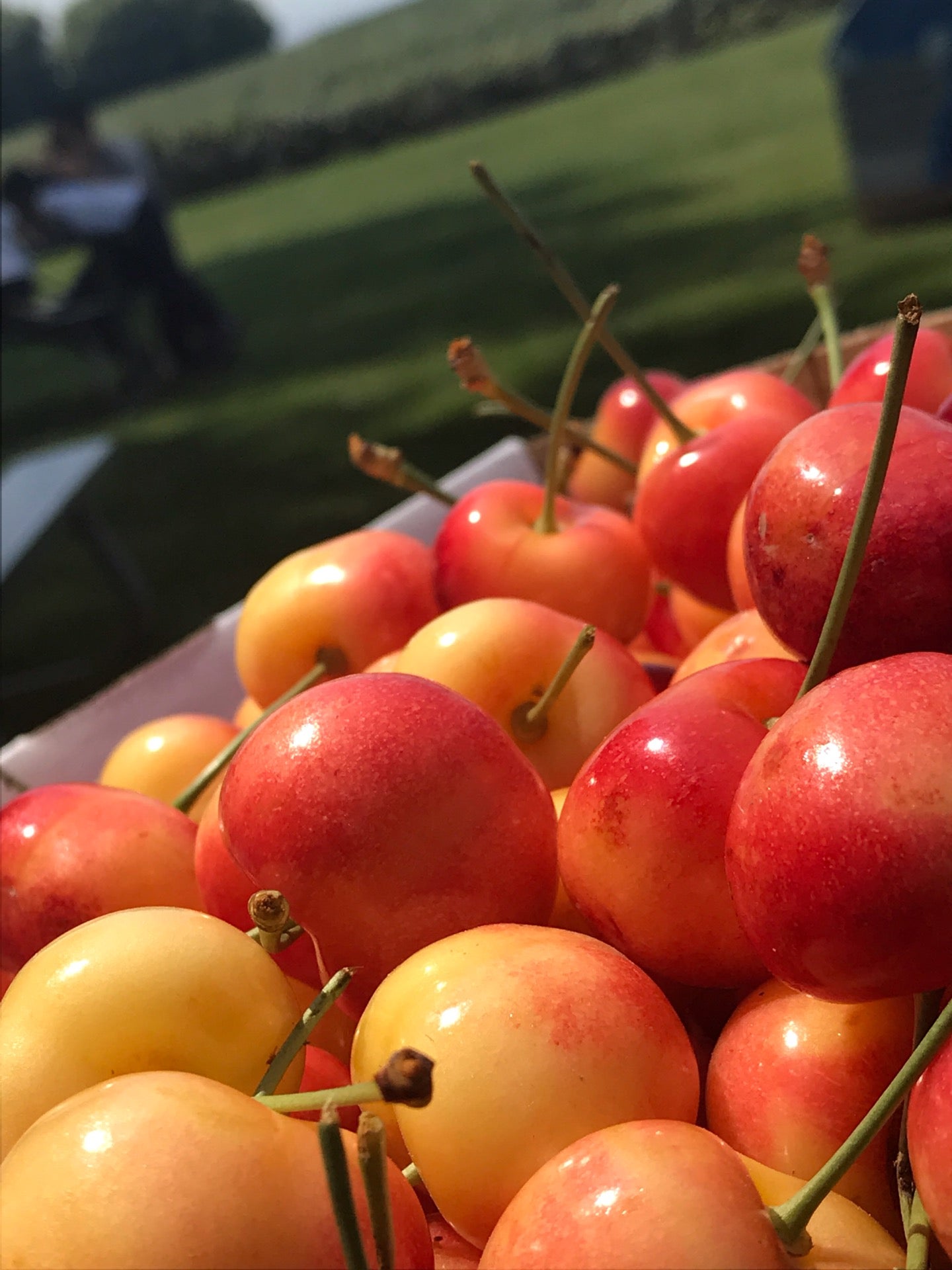 Bill's Berry Farm, 3674 N County Line Rd, Grandview, WA, Government