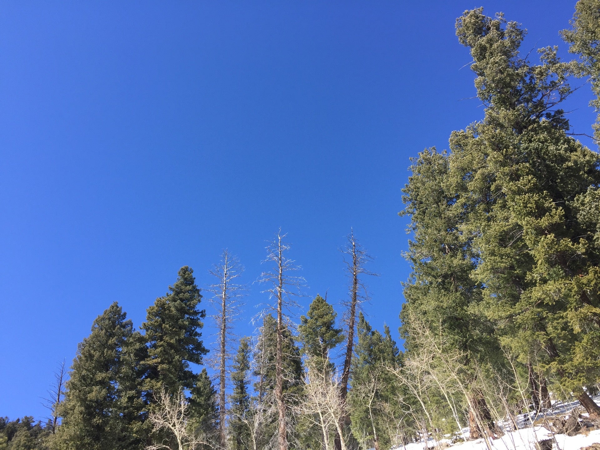 Top of Conifer Mountain, Conifer Mountain Rd, Conifer, CO, Places