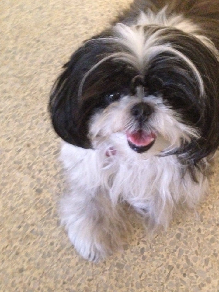 PetSmart, 19530 Cochran Blvd, Port Charlotte, FL, Pet supplies MapQuest