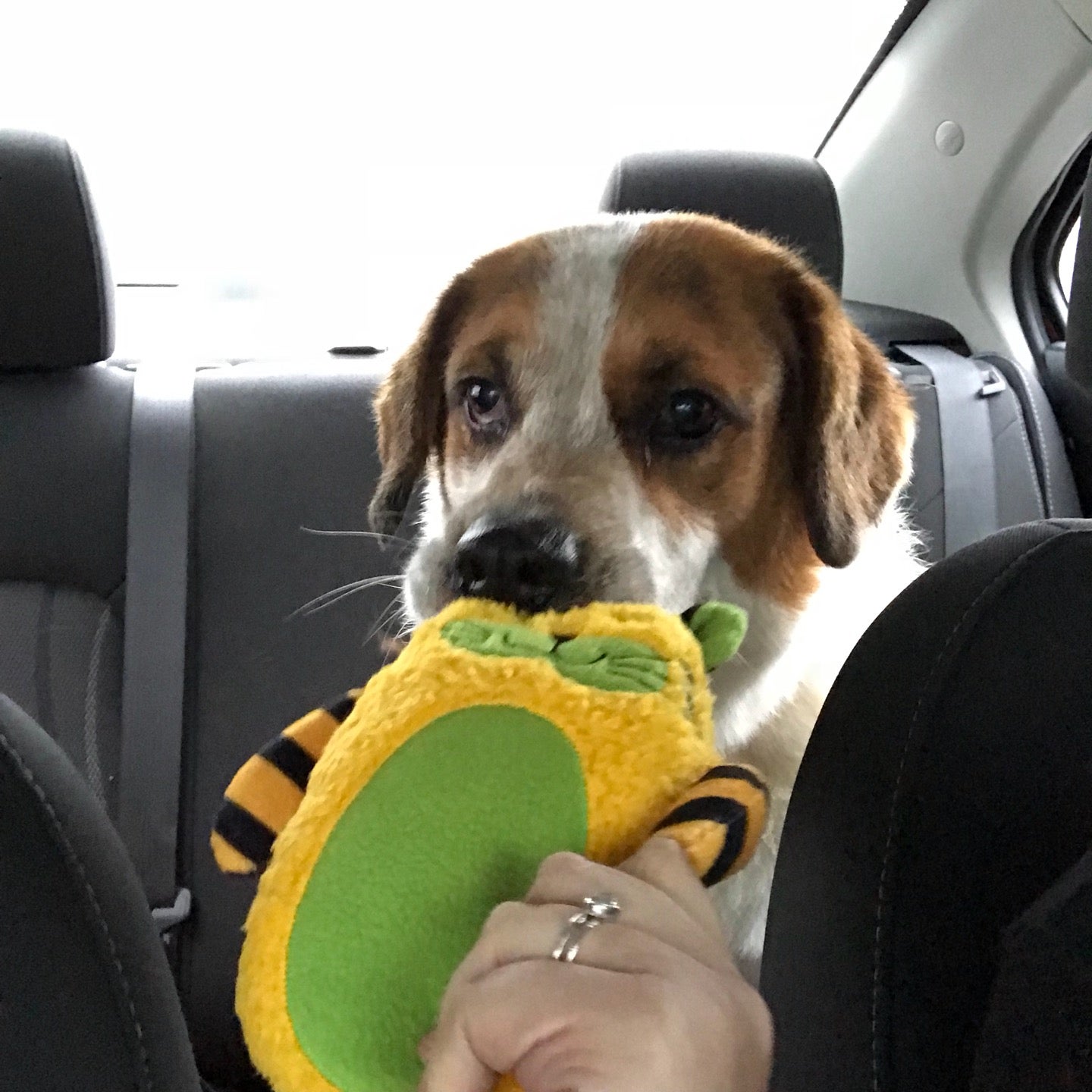 PetSmart, 2750 Carl T Jones Dr SE, Ste 1, Huntsville, AL, Pet