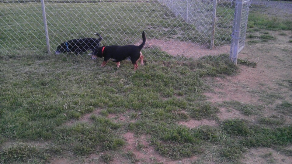 Sparky s Run Dog Park, Radford, VA, Parks MapQuest