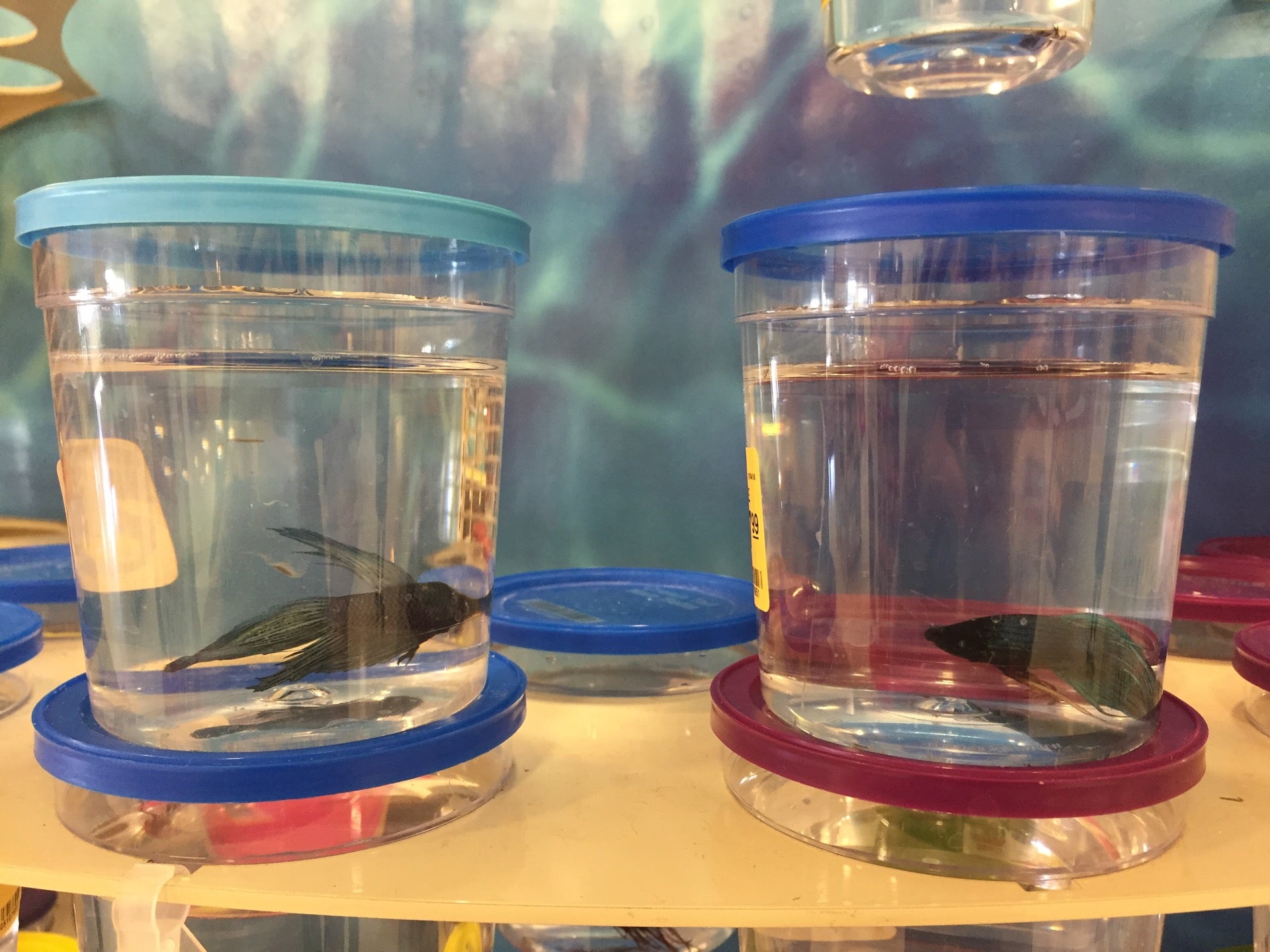 PetSmart, 2601 S I35, Suite E, Round Rock, TX MapQuest