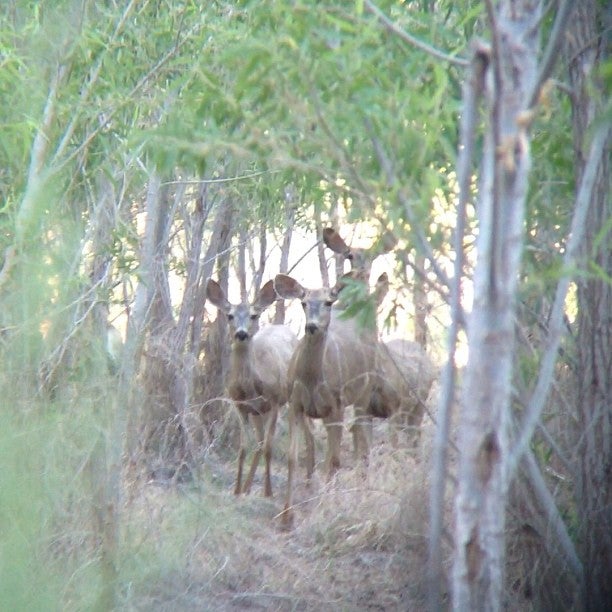 Palo Verde, CA Map & Directions MapQuest