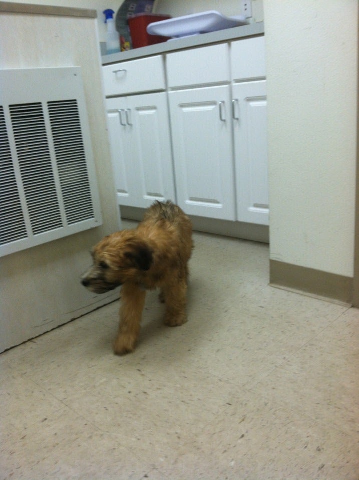 Brevard Humane Society, 1020 Cox Rd, Cocoa, FL MapQuest