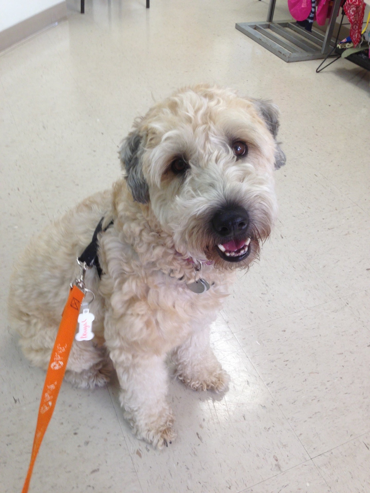 Brevard Humane Society, 1020 Cox Rd, Cocoa, FL MapQuest