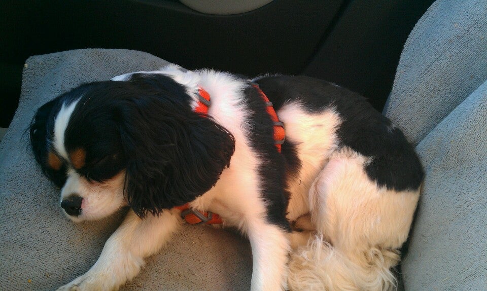 River Mountain Farm, 3085 Troy Pike, Versailles, KY, Veterinarians