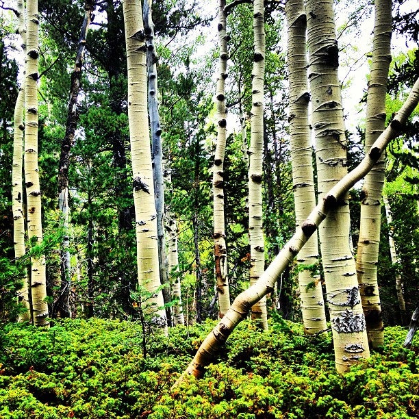 Upper Bristlecone Trail, 6725 Lee Canyon Rd, Mount Charleston, NV ...