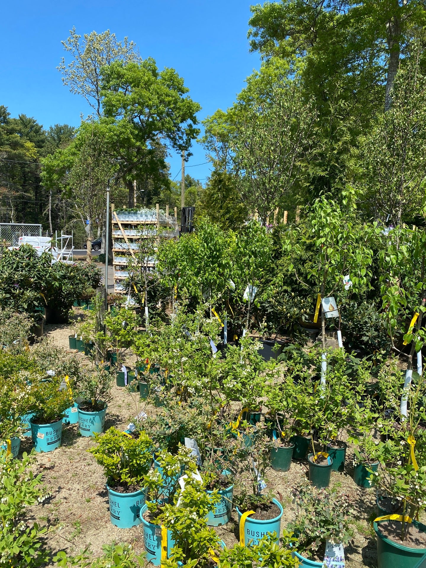 Pottery - Mahoney's Garden Center