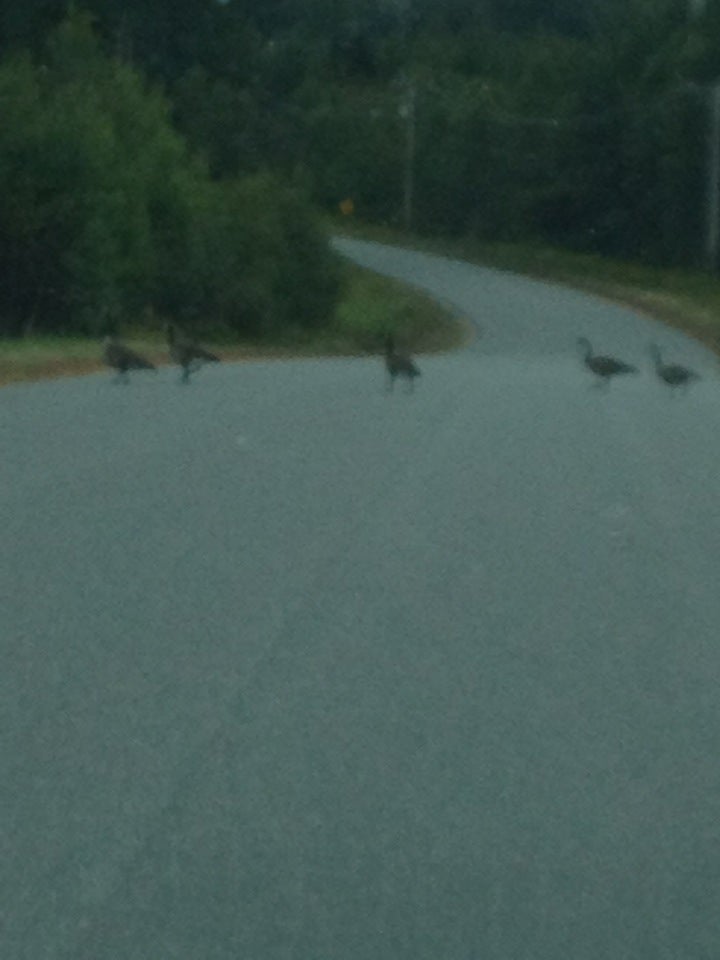 Mount Washington Regional Airport, Joe Astle Ln, Whitefield, Town of