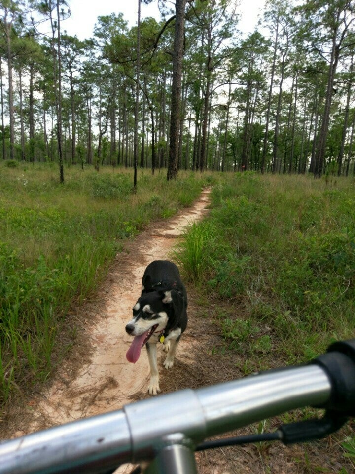 Apalachicola National Forest, Crawfordville Hwy, Crawfordville, FL