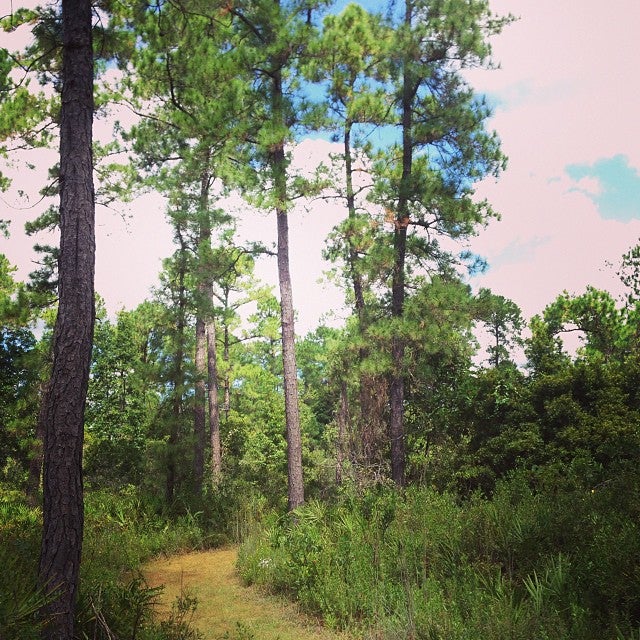 Paynes Prairie Preserve State Park, 100 Savannah Blvd, Micanopy, FL