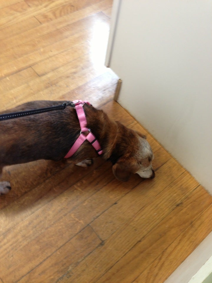 Canobie Lake Veterinary Hospital, 72 Range Rd, Windham, Town of, NH, Veterinarians MapQuest