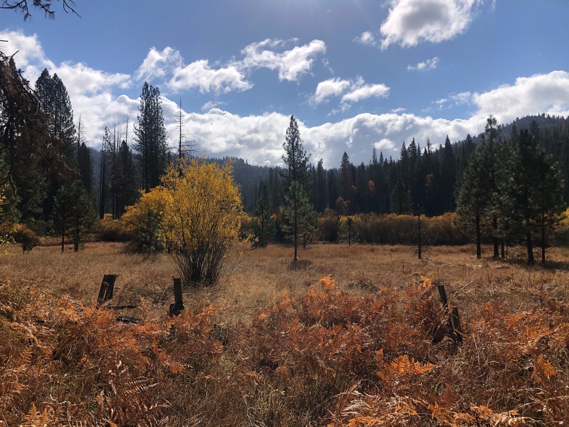 Wawona Meadow Loop Trail, Loop Rd, Yosemite National Park, CA, Outdoor 