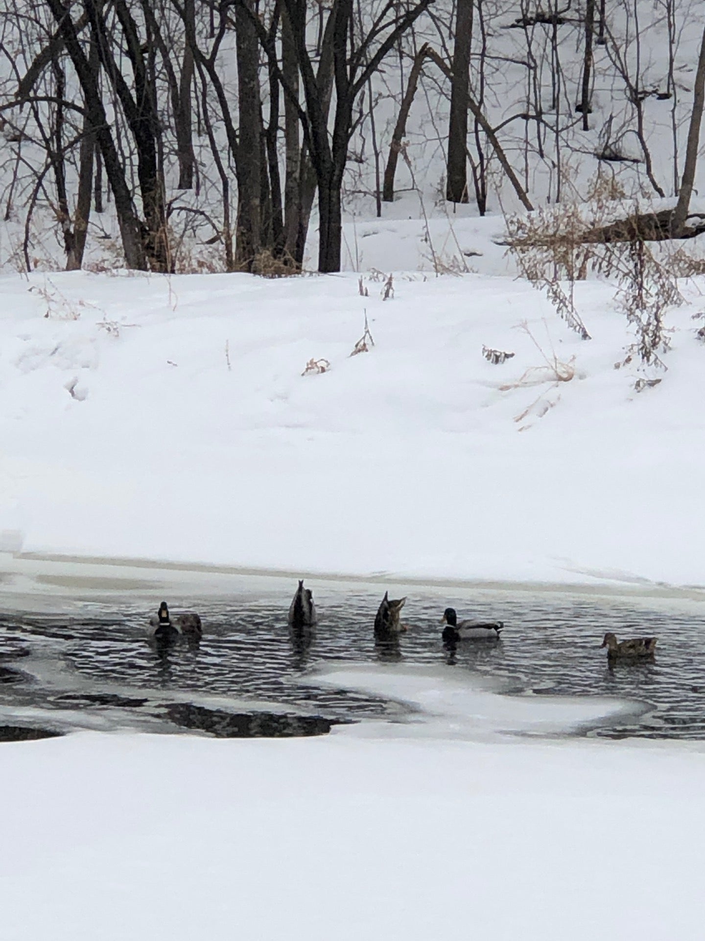 Mississippi Point Park, 399 E River Pkwy, Champlin, MN MapQuest