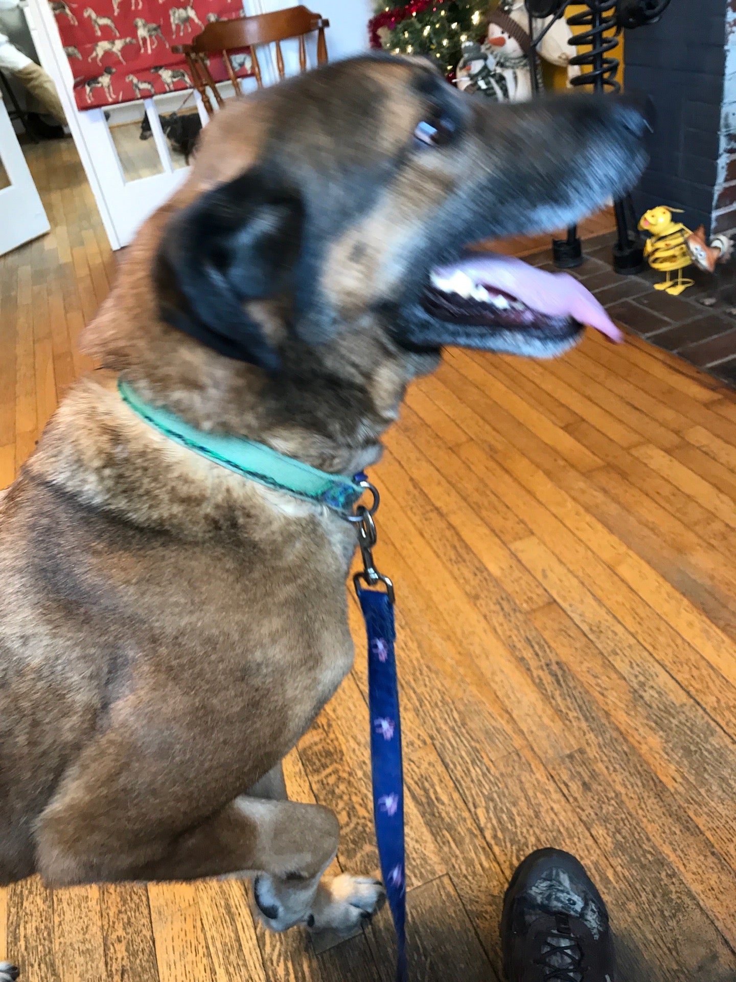 Brunswick Veterinary Clinic, 2024 Lawrenceville Plank Rd, Lawrenceville