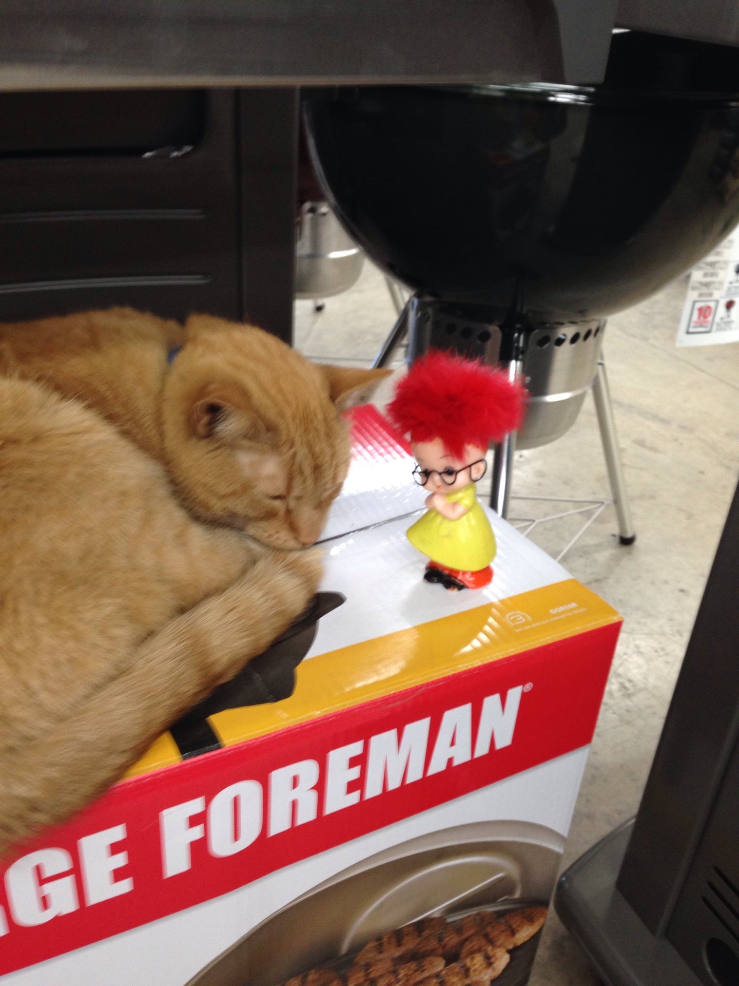 Ace hardware cat clearance food