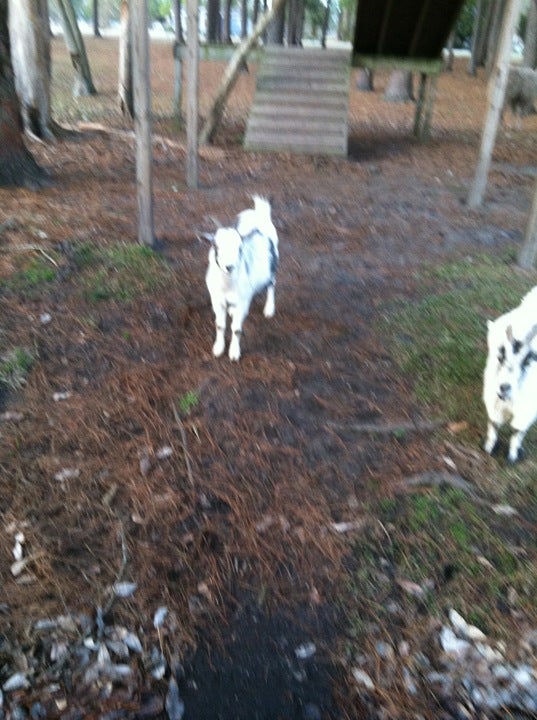 Mike's Farm, 1600 Haw Branch Rd, Beulaville, NC, Eating places MapQuest