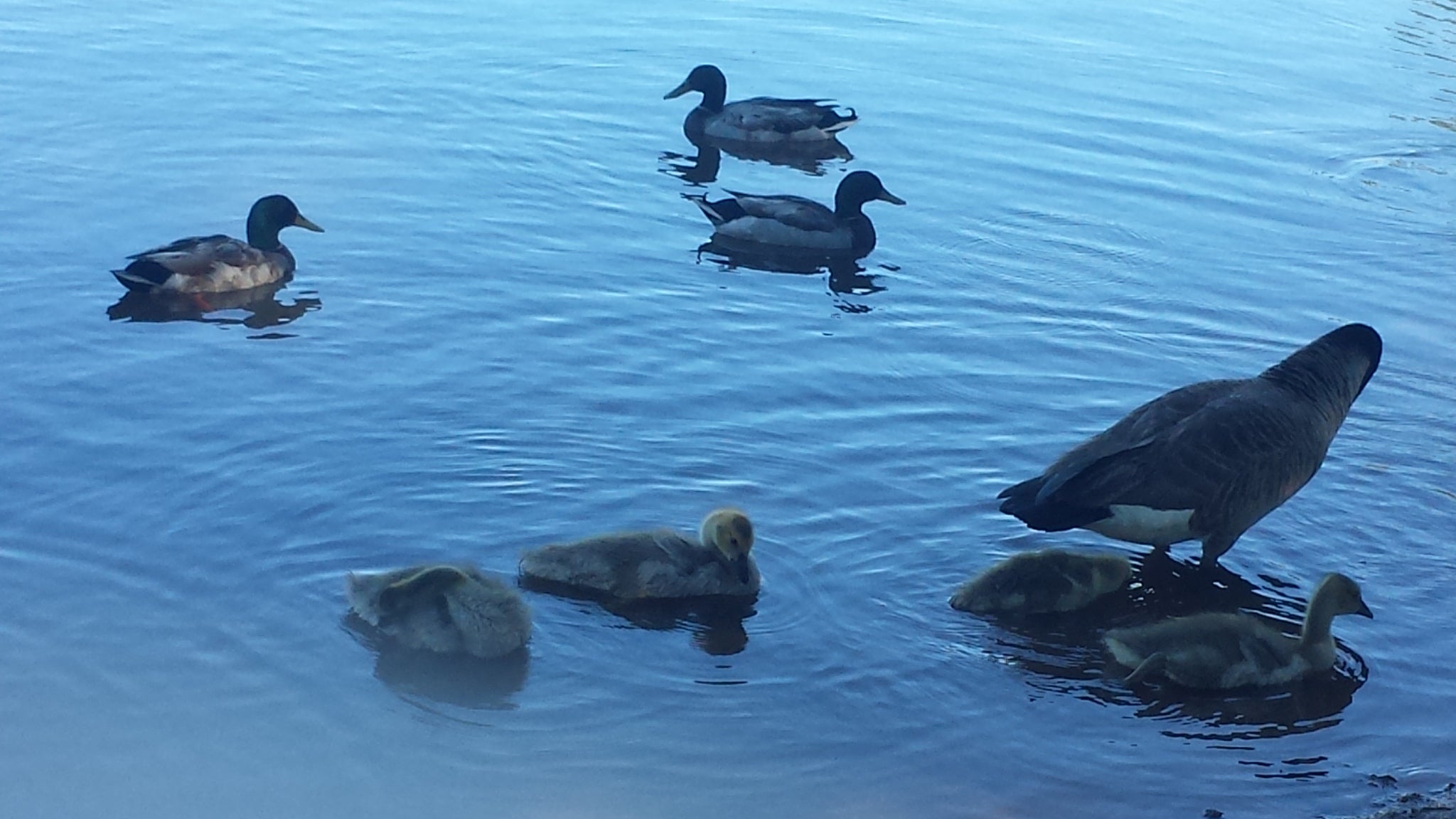 Colonel Francis Beatty Park, 4330 Weddington Rd, Matthews, NC
