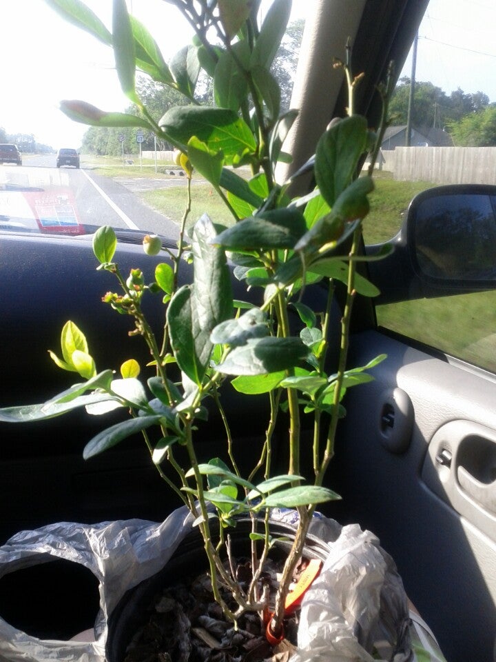 Blueberry Festival, Bostwick Fl, 125 Tillman St, Palatka, FL MapQuest