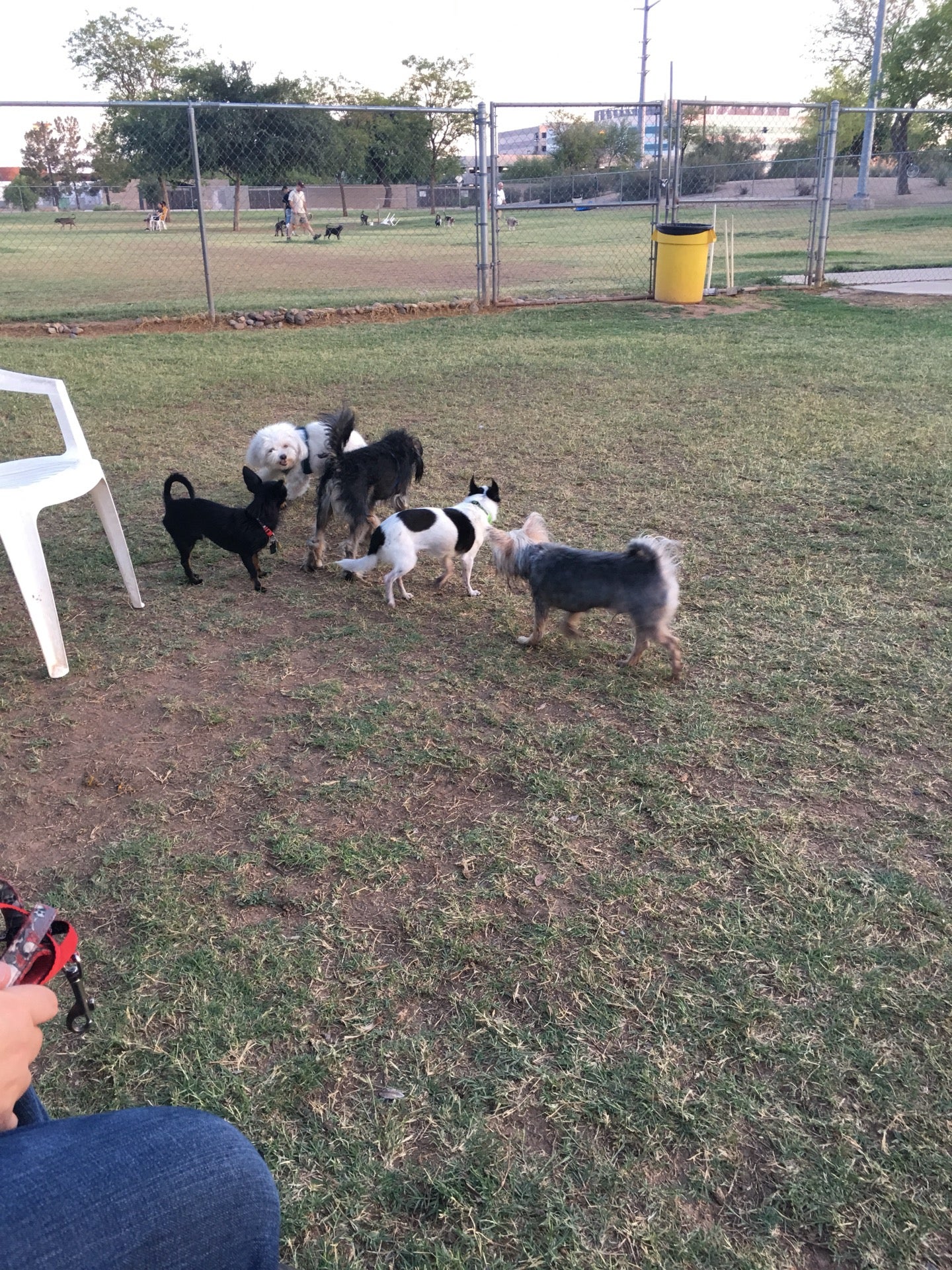 Rose Mofford Dog Park, 9625 N 25th Pl, Phoenix, AZ, Parks MapQuest