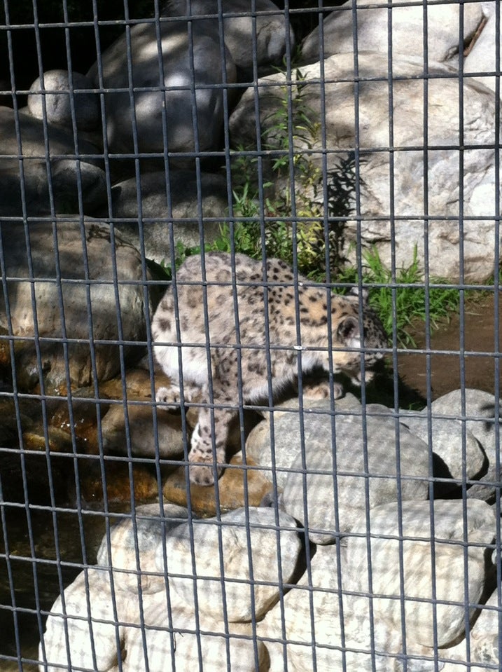 Snow Leopards, 5333 Zoo Dr, Los Angeles, CA, Zoos - MapQuest