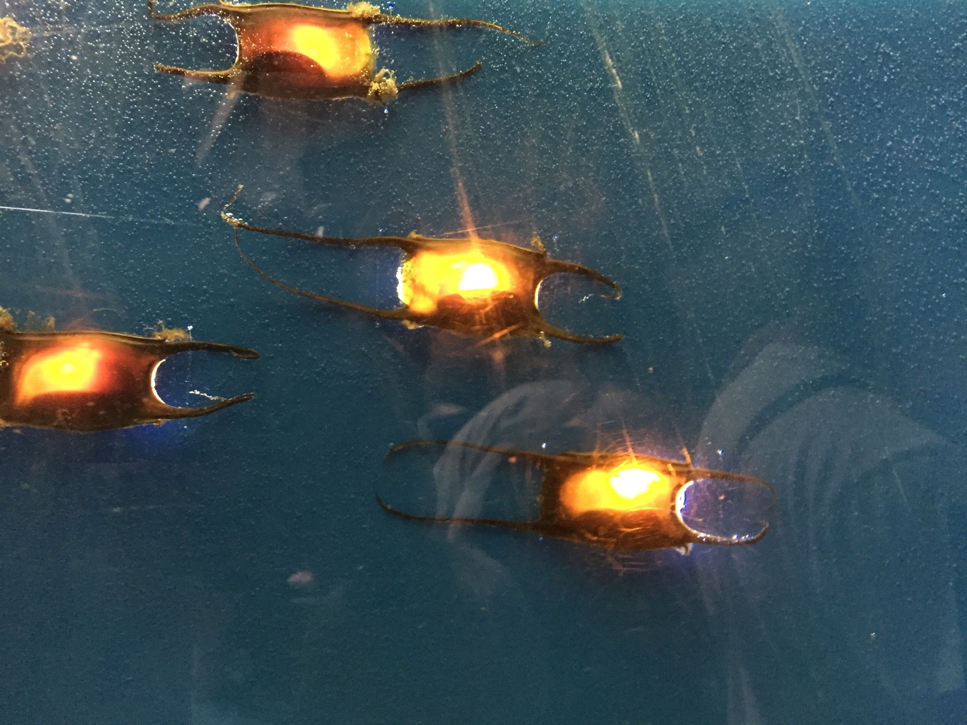 Maine State Aquarium, 194 McKown Point Rd, Boothbay Harbor, Town of, ME