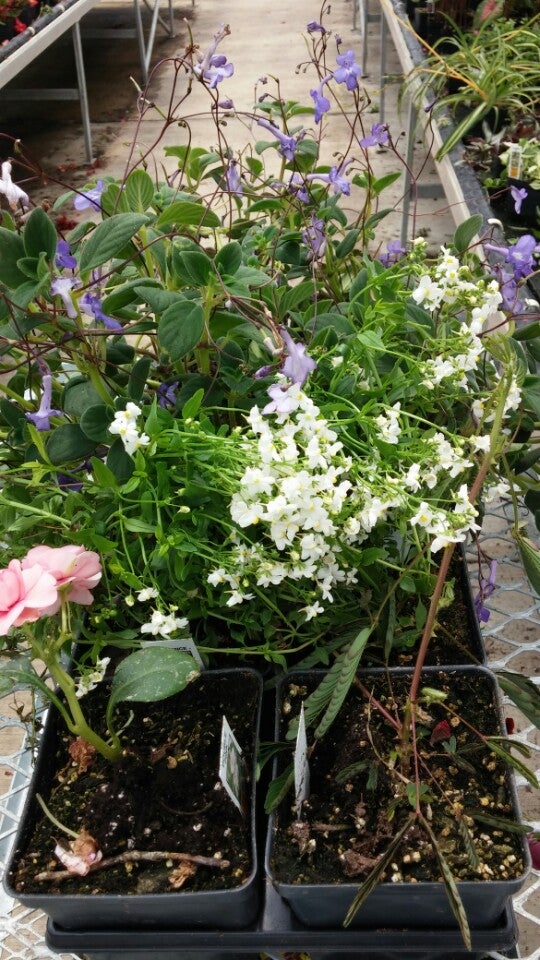 Parran's Greenhouse, 5355 Secor Rd, Ida Twp, MI, Greenhouses MapQuest