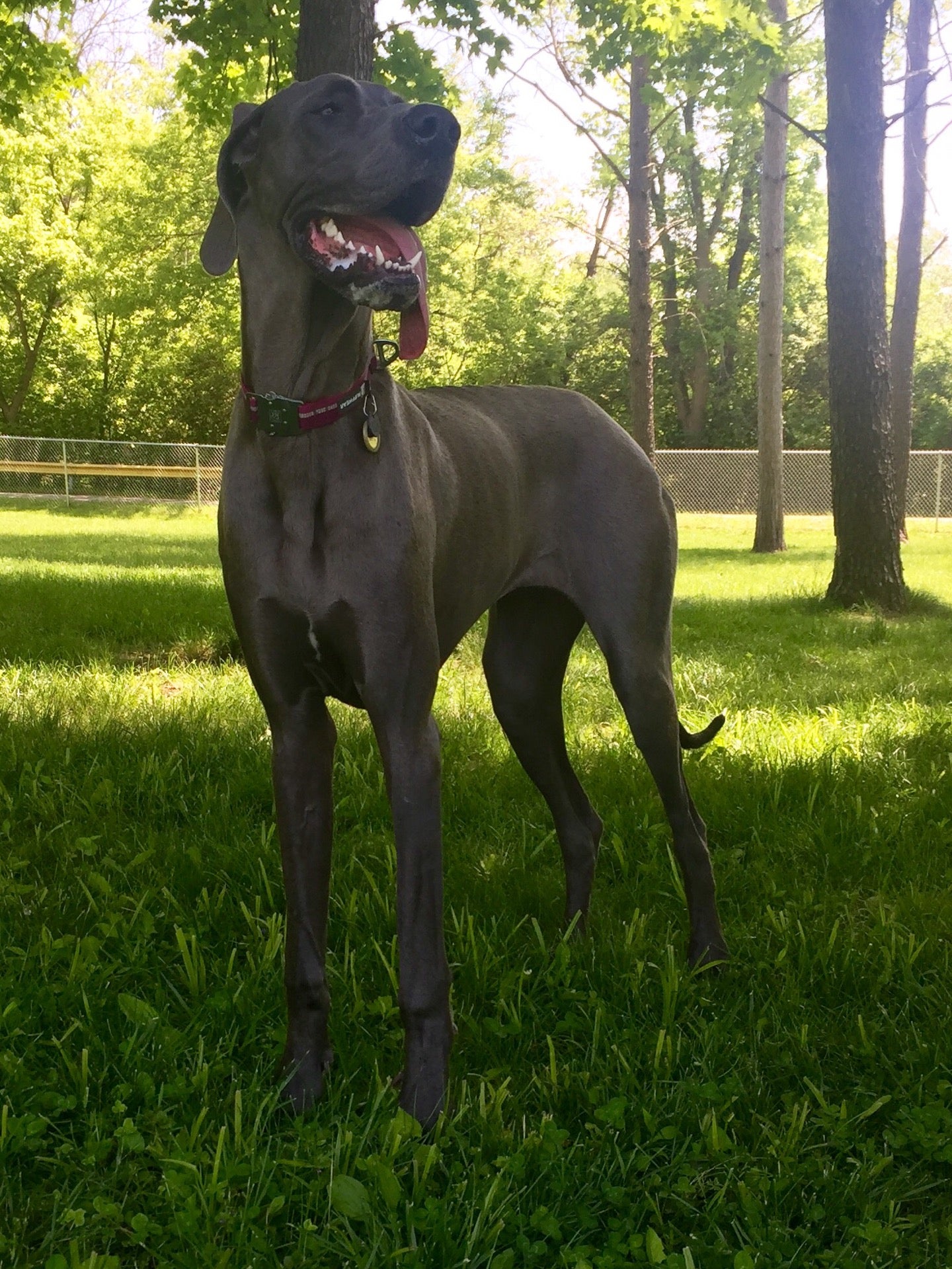 Fort Harrison State Park Dog Park, 8725 Fall Creek Rd, Indianapolis, IN