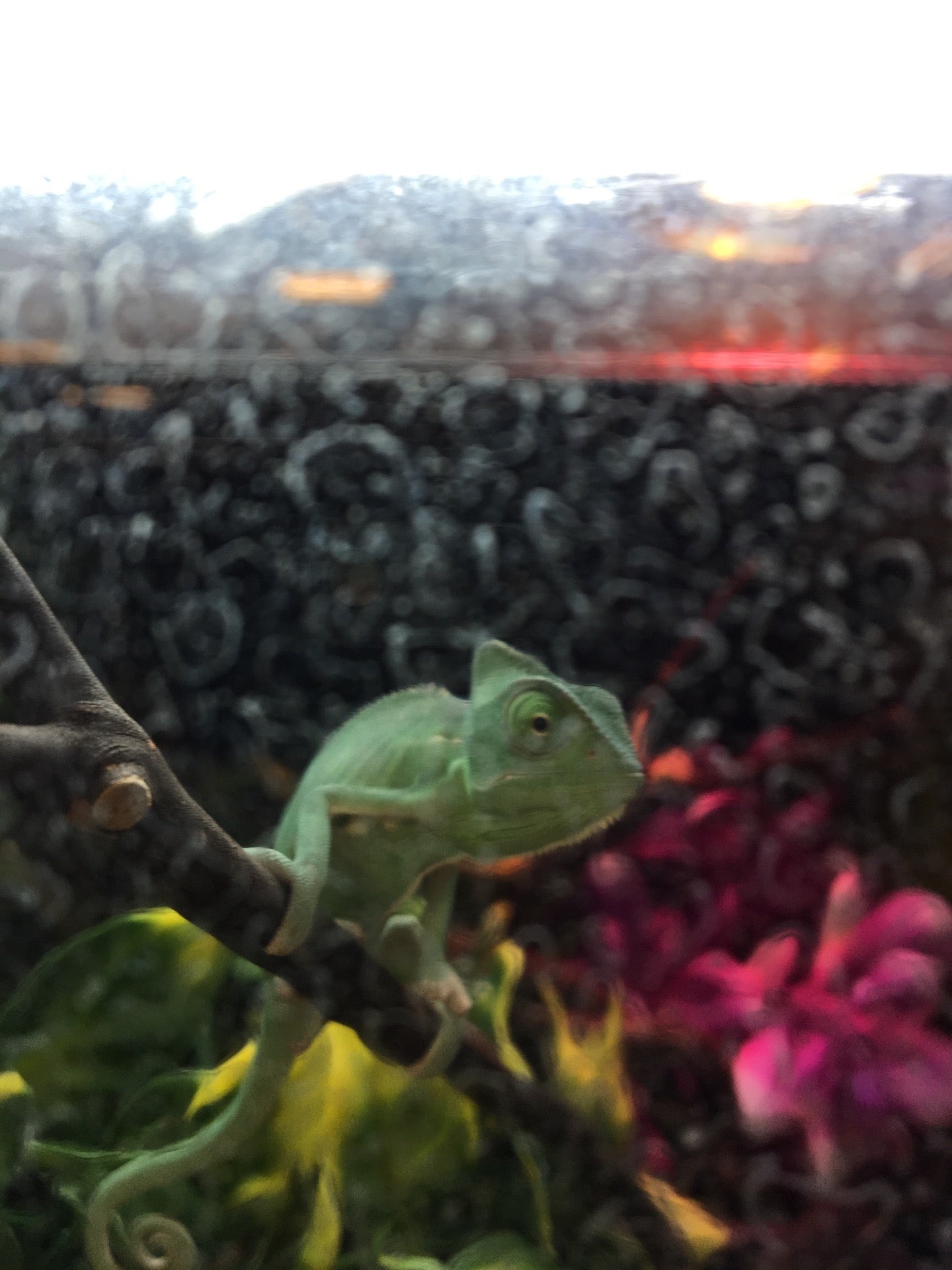 Petsmart 1779 US Highway 1 S St Augustine FL Pet Supplies MapQuest