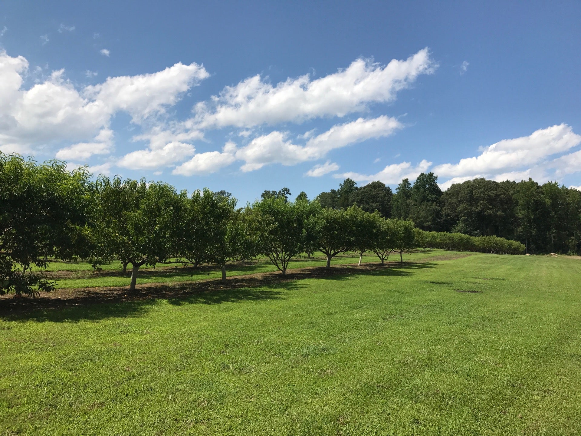 Hanover Peaches, 6012 Elder Ridge Ln, Mechanicsville, VA, Grocery