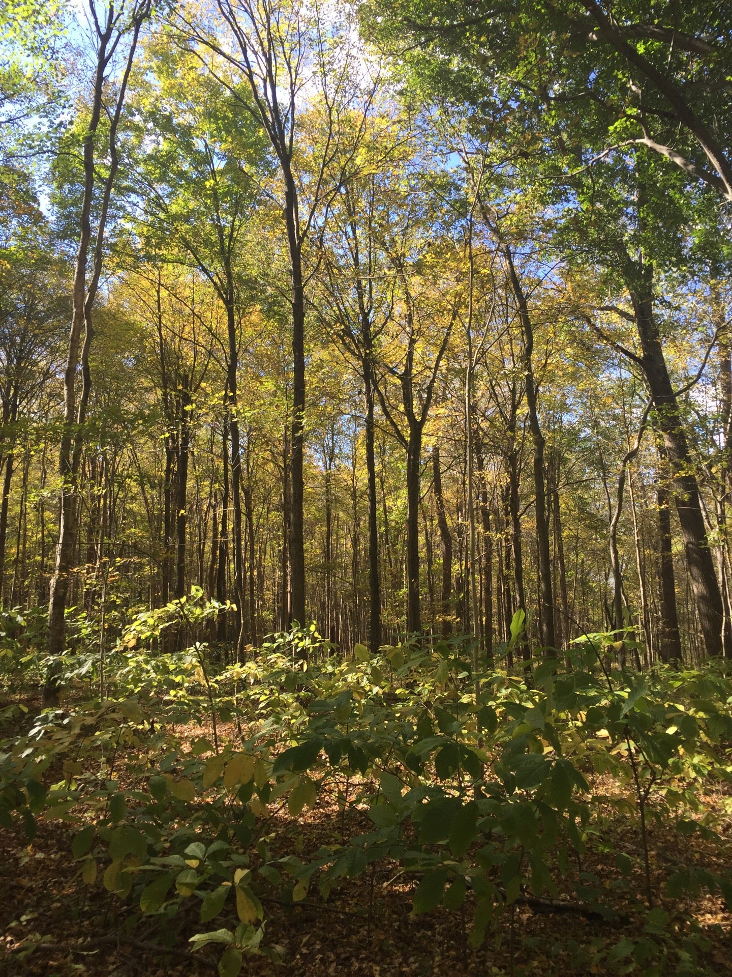 Paoli, IN Map & Directions MapQuest