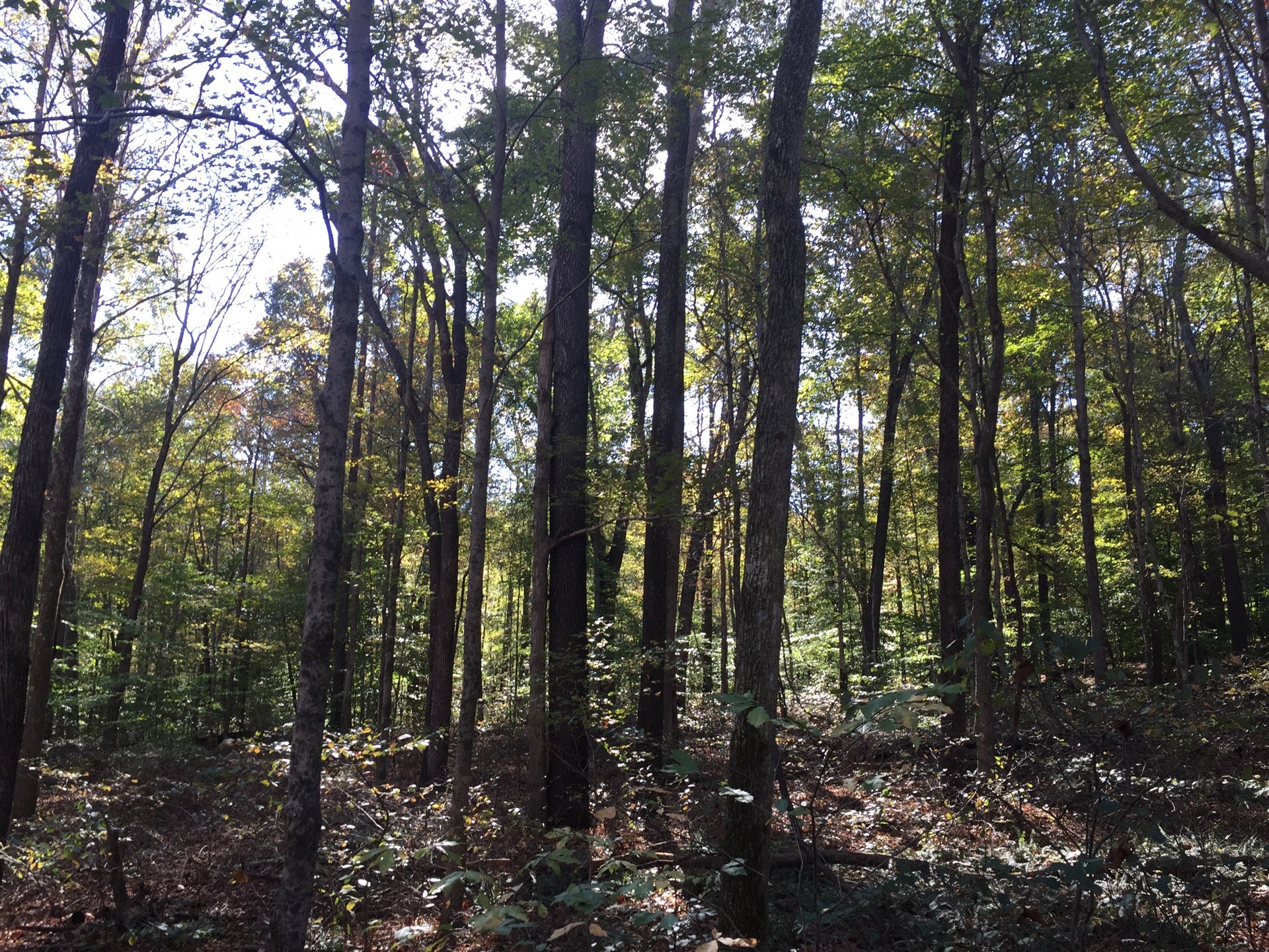 Marengo, IN Map & Directions MapQuest