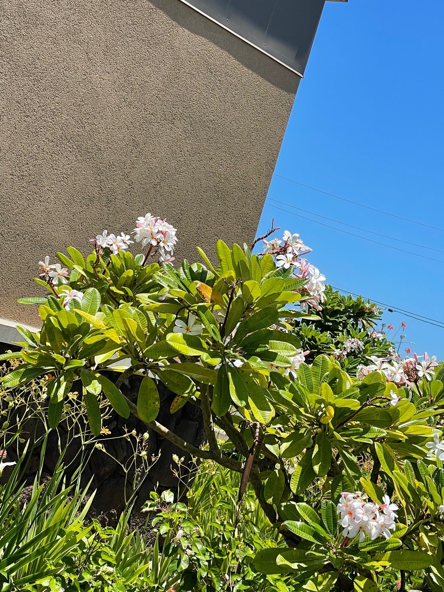 Raising Cane's Chicken Fingers, 717 Kunehi St, Kapolei, HI, Restaurants
