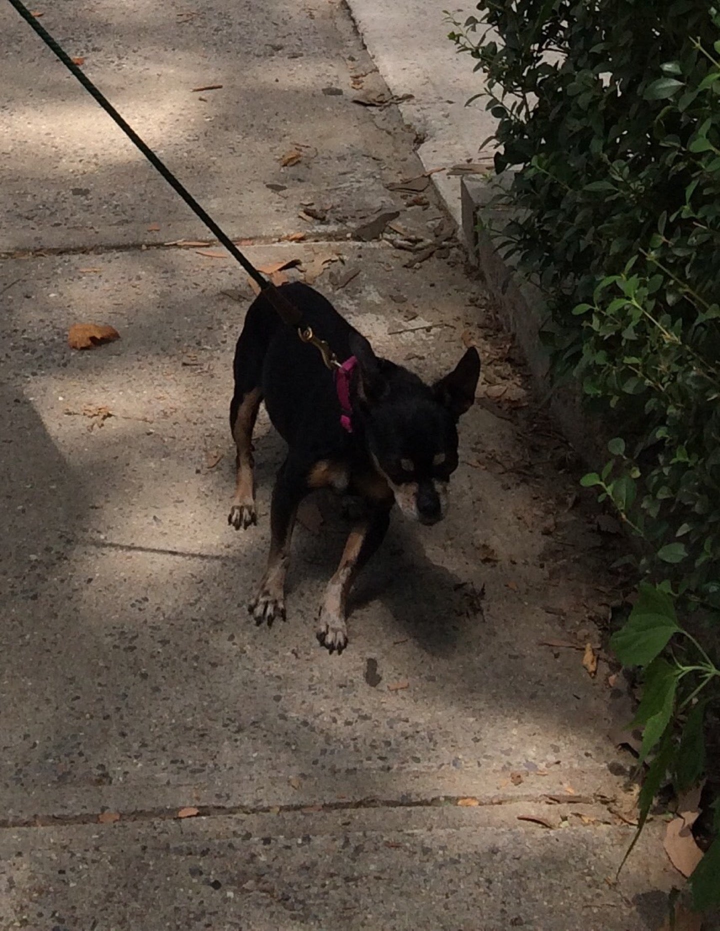 New York: Dog Walking with Sean Casey Animal Rescue