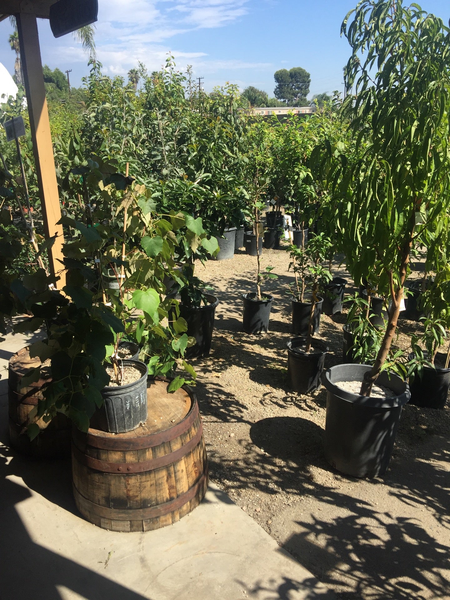 Laguna Hills Nursery, 1829 N Tustin Ave, Santa Ana, CA, Nurseries
