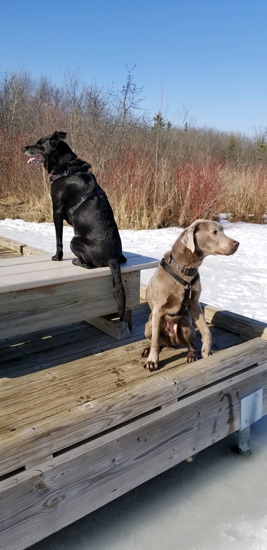 Orion Oaks Park, Lake Orion, MI, Trail MapQuest