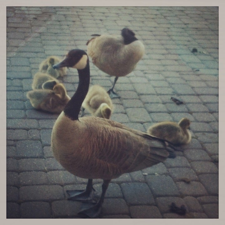 Canada goose discount workday