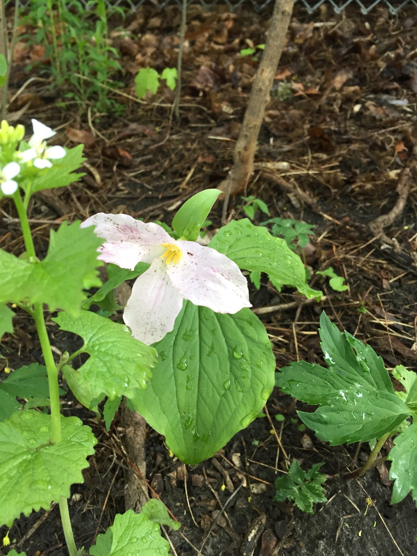 The Tollkeeper's Cottage