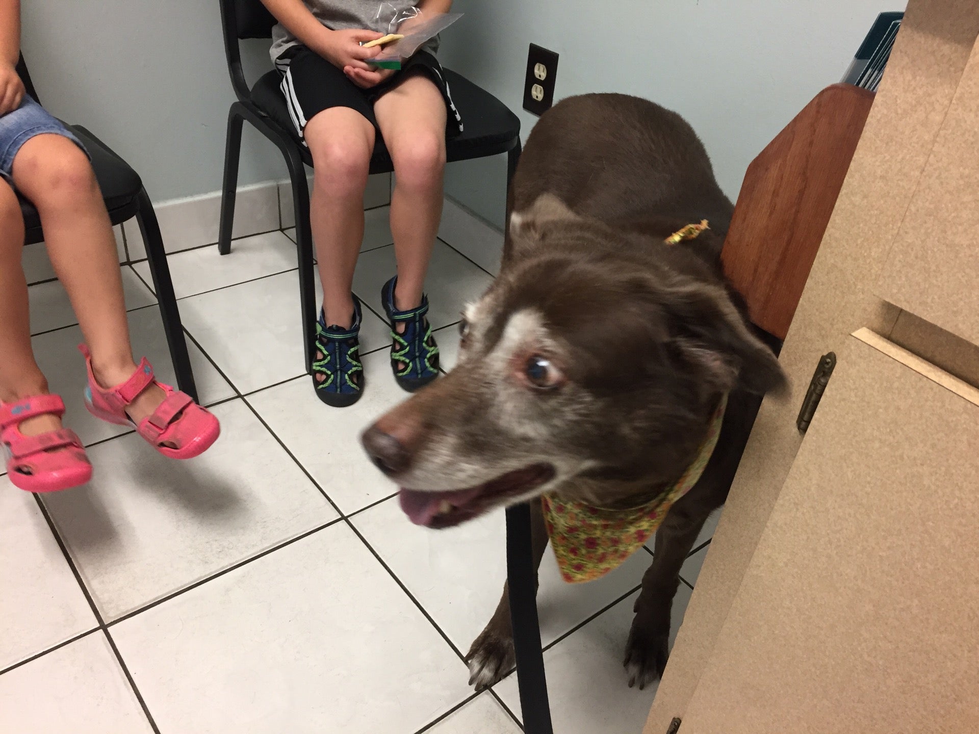 Hiawassee Veterinary Clinic, 166 Terra Mango Loop, Orlando, FL