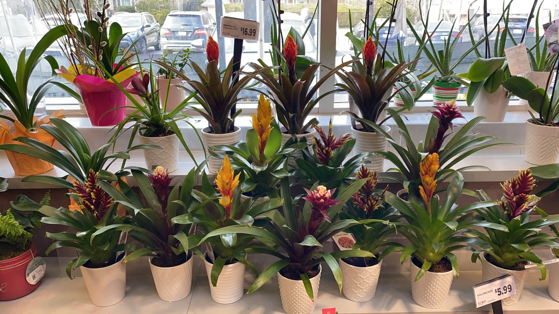 Alyssa Flowers & Plants, 4188 Sheppard Ave E, Scarborough, ON - MapQuest