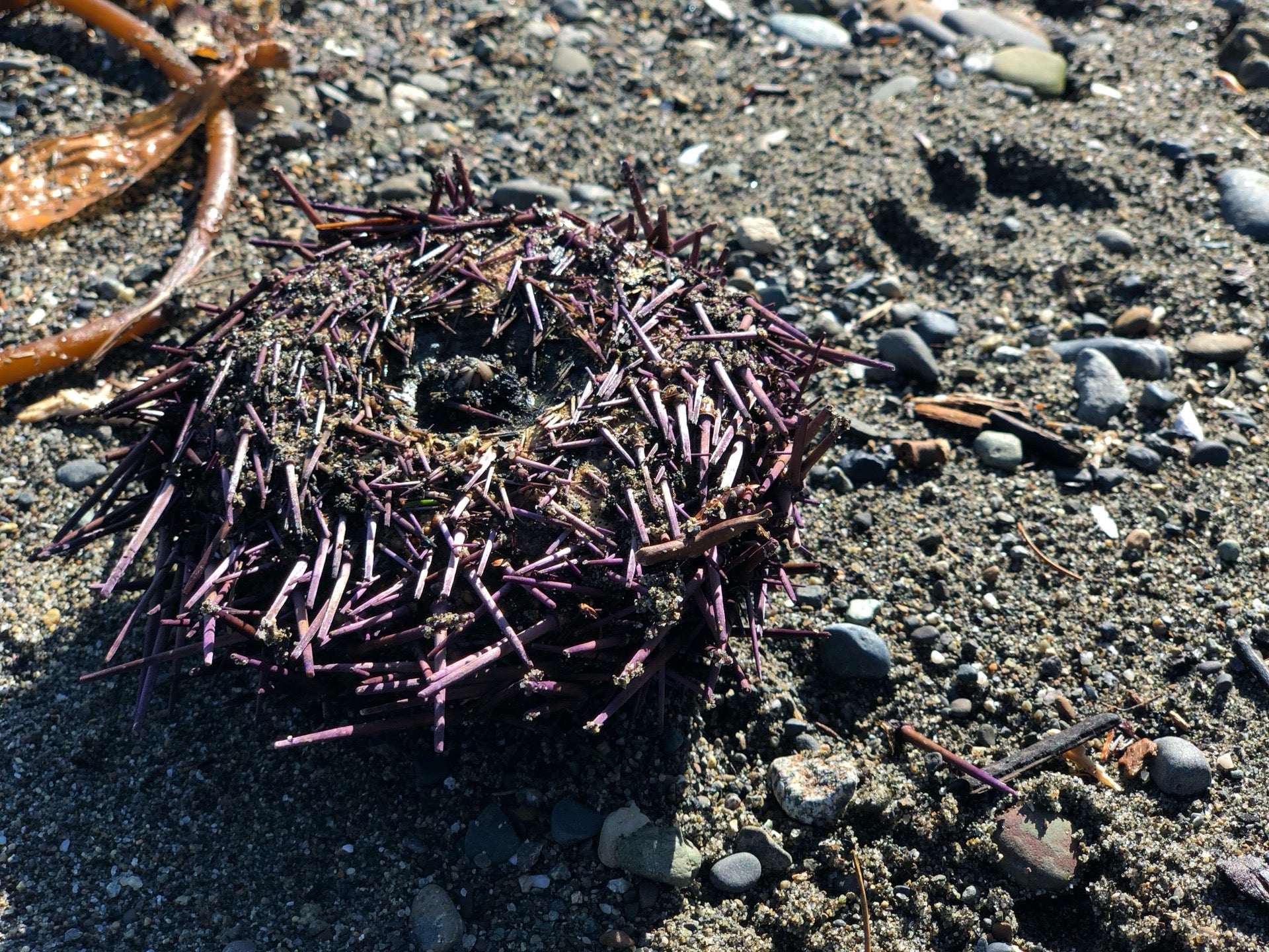 Pillar Point County Park, Pillar Point Rd, Clallam Bay, WA, Beach