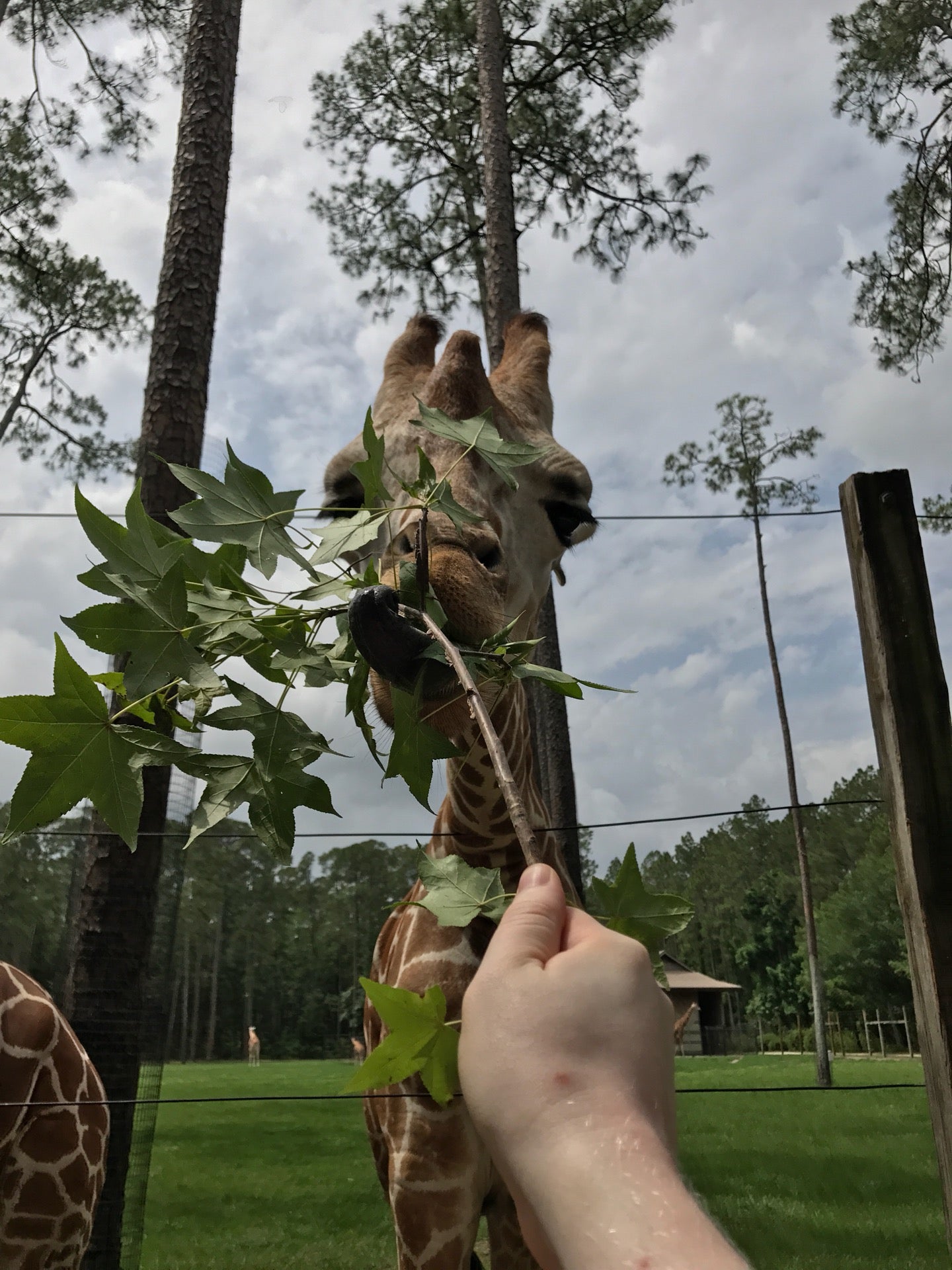 White Oak Conservation Center, 581705 White Oak Rd, Yulee, FL MapQuest