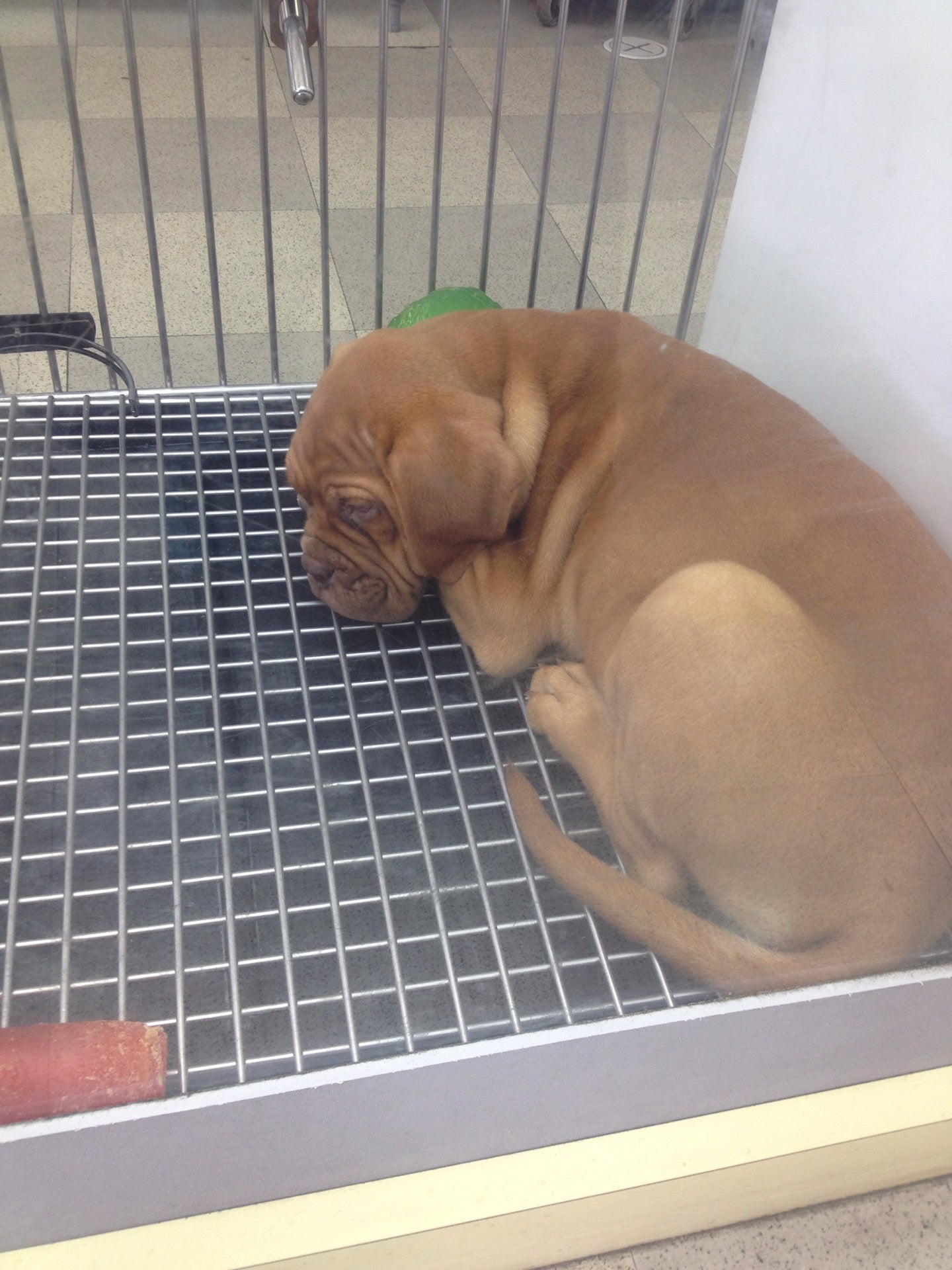 Petland Athens Ohio - 139wuxq
